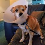 Photo of Skipper, Stubby, Bella