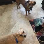 Photo of Chewee and Scout