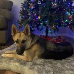 Photo of Belle & Chase