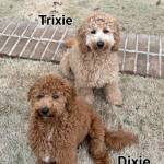 Photo of Trixie&Dixie