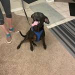 Photo of Cooper/Lilly