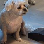 Photo of Randy, Jasper & Sandi