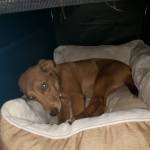 Photo of Scooby & Mason