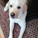 Photo of Bear & Tucker