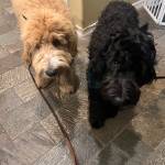 Photo of Hudson / London