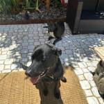 Photo of Shadow / Blue