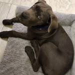 Photo of Armada & Ruger