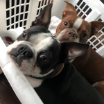 Photo of Rufus and Henry