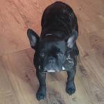 Photo of Zeus, Cali & Blake