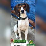 Photo of Delta Princess