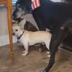 Photo of Pacha, Indy & Nala