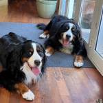 Photo of Bentley / Barkley