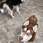 Photo of Killua and Ginger