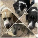Photo of Zander, Ace, Ivy, Sox