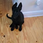 Photo of Donner & Dianah