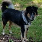 Photo of Charlie Parker