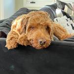 Photo of Teddy / Pickles / Bandit