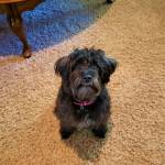 Photo of Rosie and Tomie