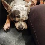 Photo of Lucy, Romeo, Juliet & Rambo