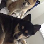 Photo of Atlas & Zeus