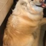 Photo of Maizy / Miles / Molly