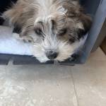 Photo of Tasha, Izzie, Fergie