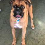 Photo of Bunny / Bear