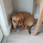 Photo of Buddy and Max