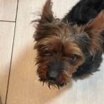 Photo of Valentine / Sabastian