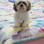 Photo of Bella, Koda & Stitch