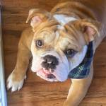 Photo of Rocky / Bruno / Nikko