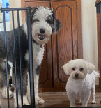 Photo of Chanel, Dolly, Gigi