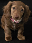 Photo of Maple