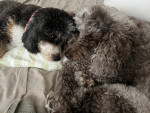 Photo of Teddy, Daisy, Minky