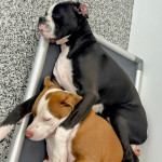 Photo of Onyx & Coco
