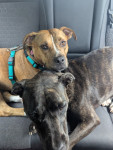 Photo of Honey & Cookie