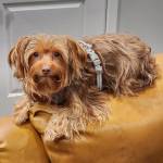 Photo of Brady & Delilah