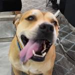 Photo of Dixie & Max