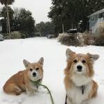 Photo of Kobe & Piper