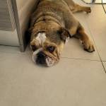 Photo of Phoebe, Tilly & Maggie Mae