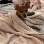 Photo of Rascal / Roo