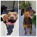 Photo of Tazzy (Patterdale), Coral (Doberman) and Magnum  (Pitbull)