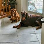 Photo of Prince & Ginger