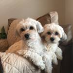 Photo of Bex and Bowie