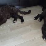 Photo of Gronk and Brady