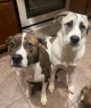 Photo of Nola & Kona