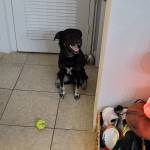 Photo of Amore & Gracie