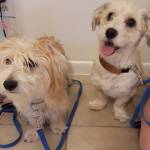 Photo of Harley and Oliver