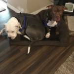 Photo of Molly/Sampson