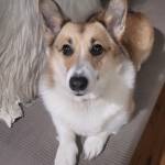 Photo of Bella and Cooper